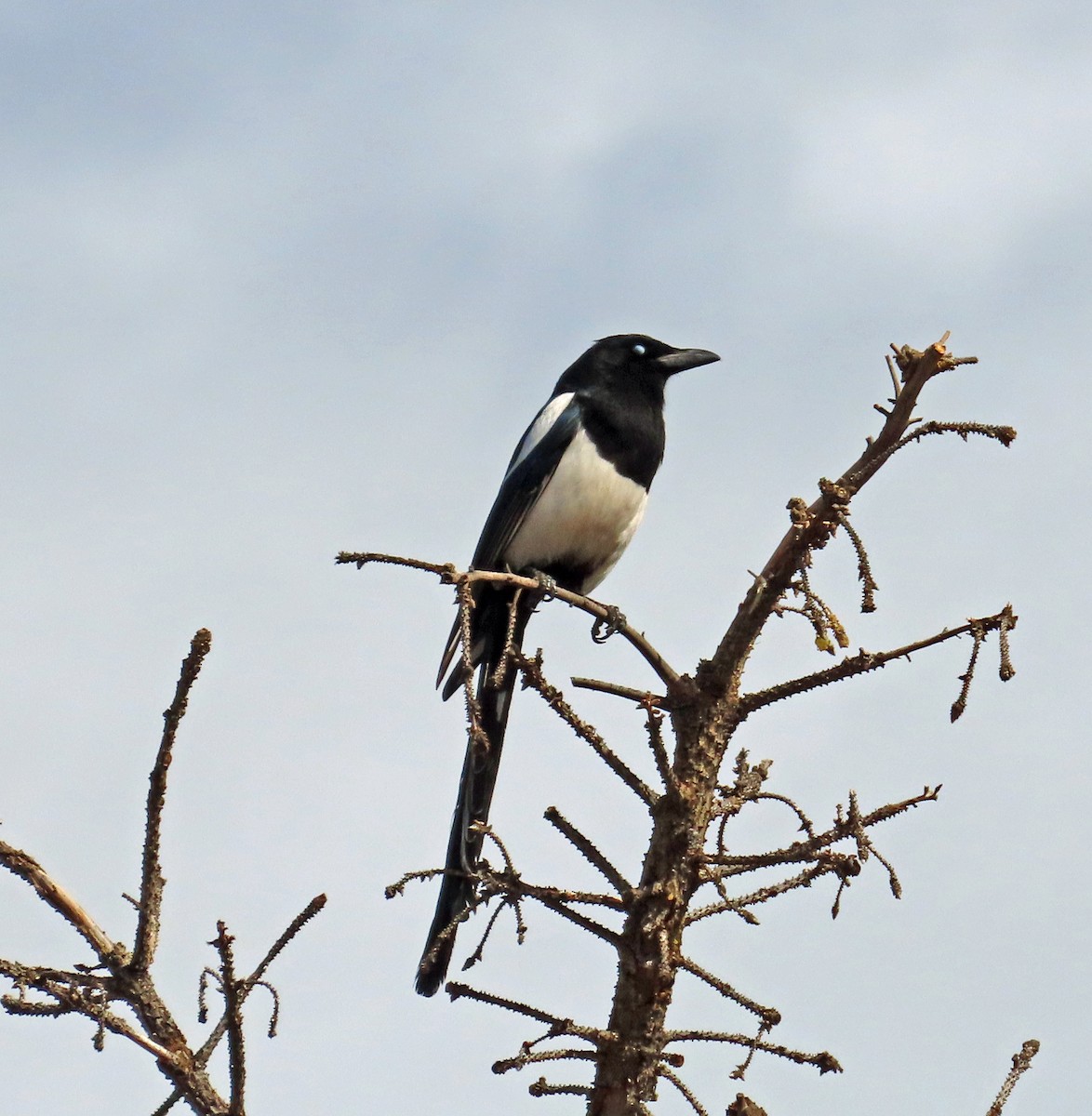 Black-billed Magpie - JoAnn Potter Riggle 🦤