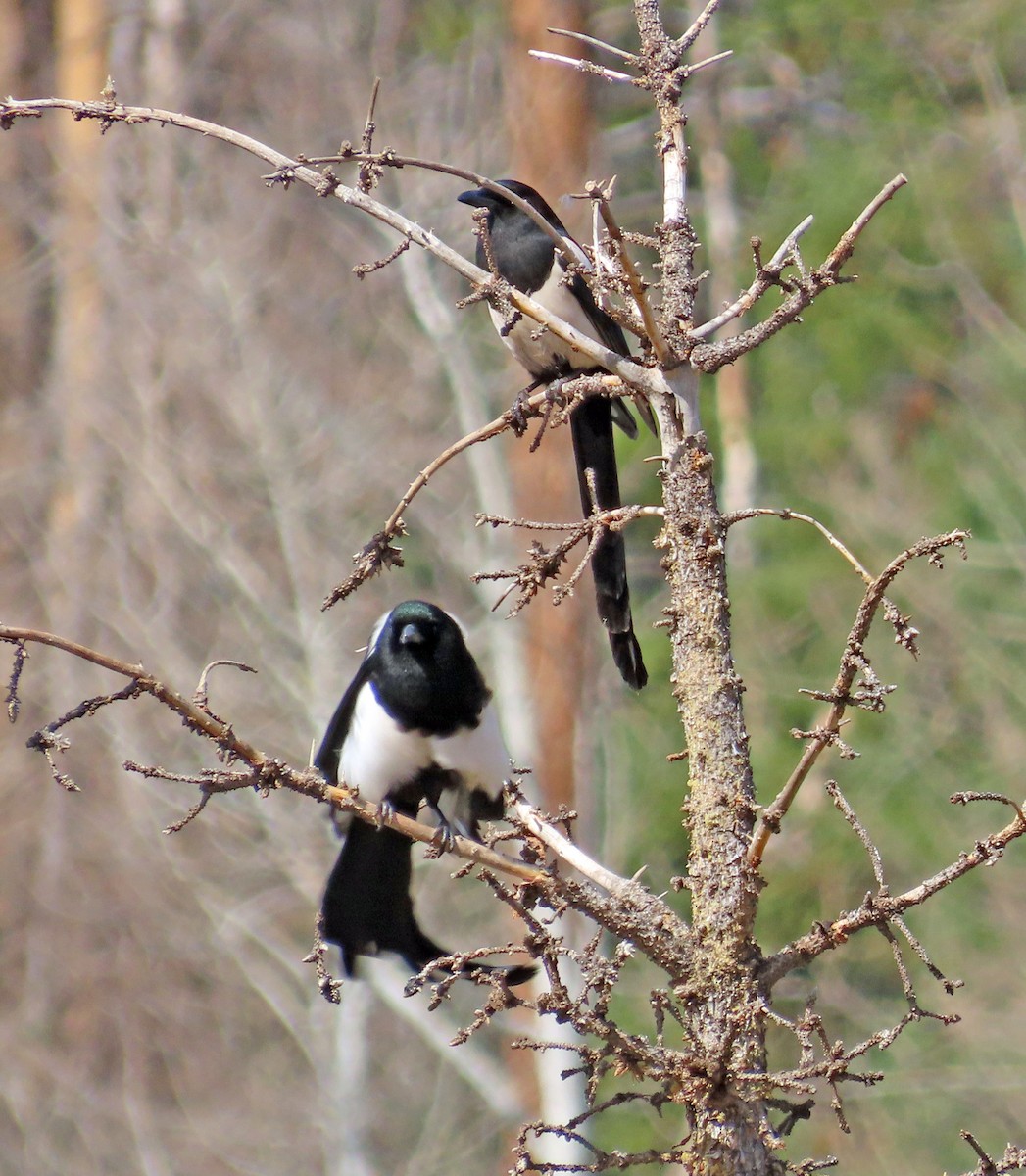 Black-billed Magpie - JoAnn Potter Riggle 🦤