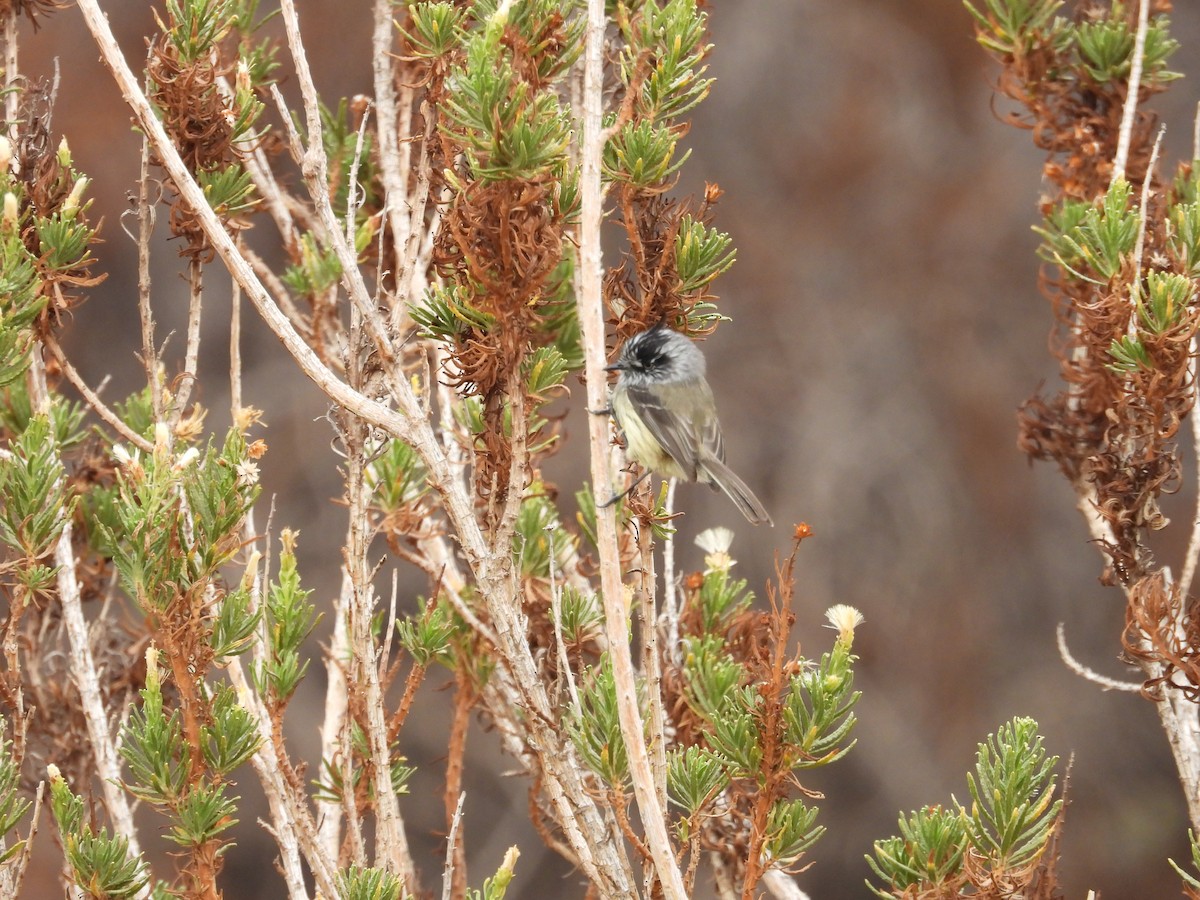 Taurillon mésange - ML617784760