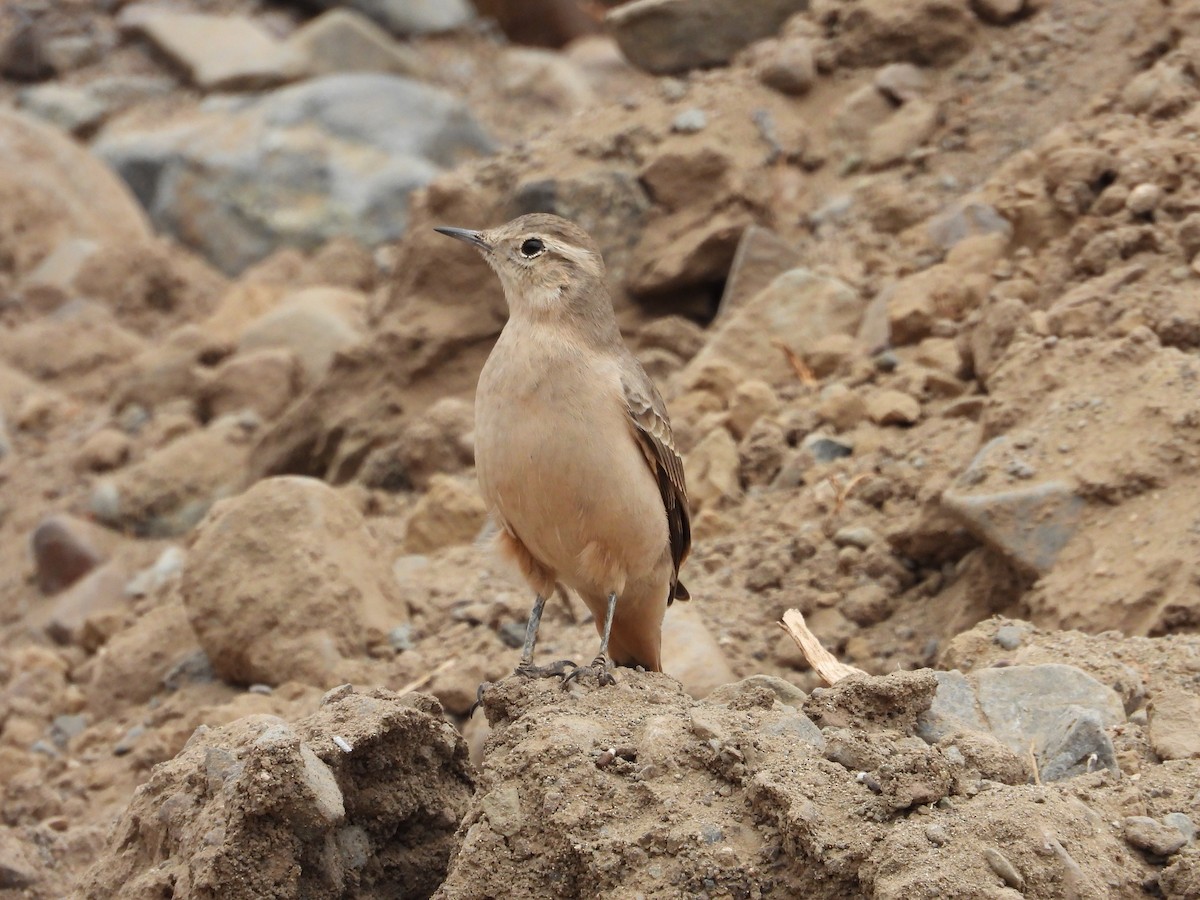 Rufous-banded Miner - ML617784780