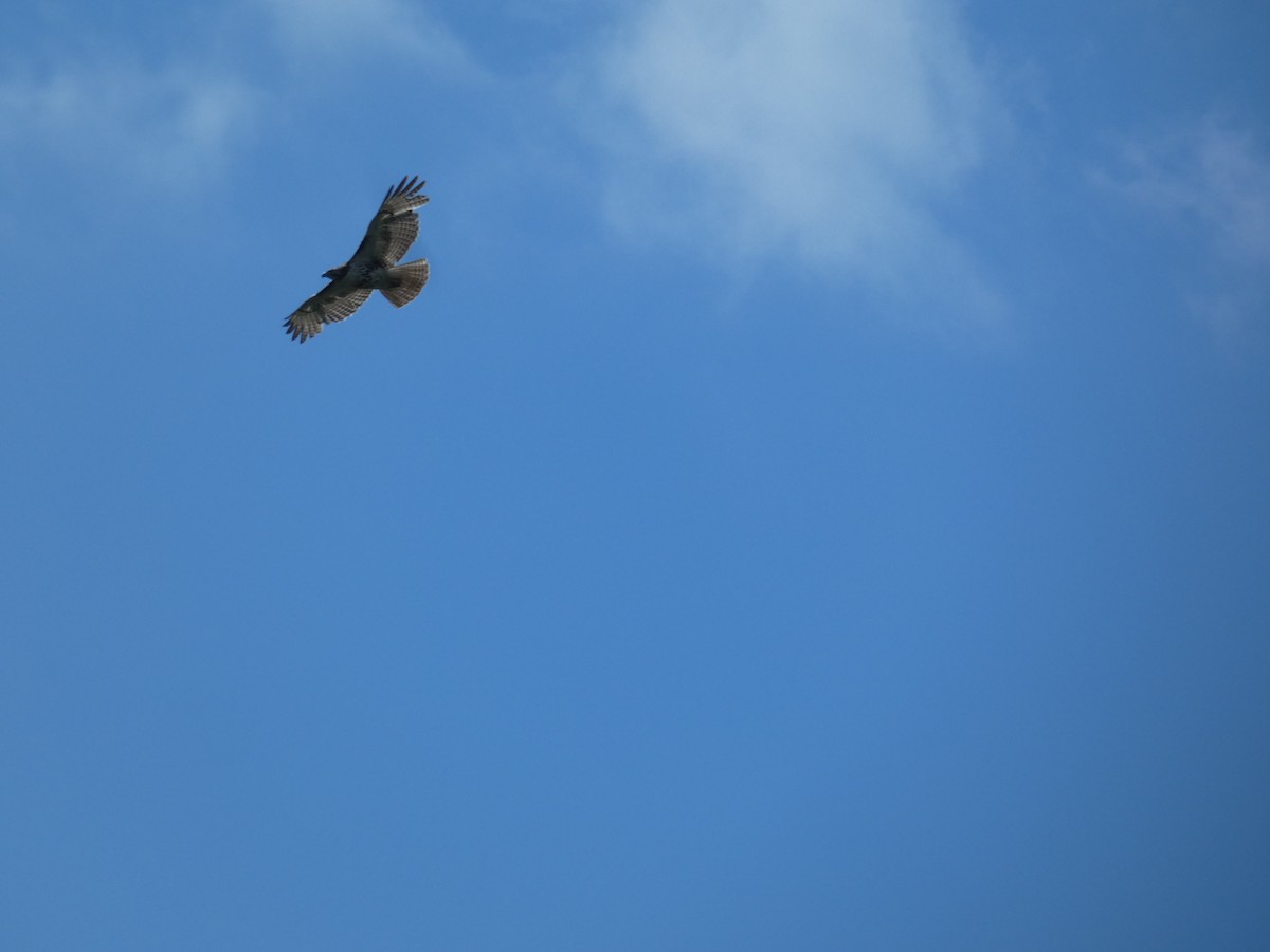 Red-shouldered Hawk - ML617784795