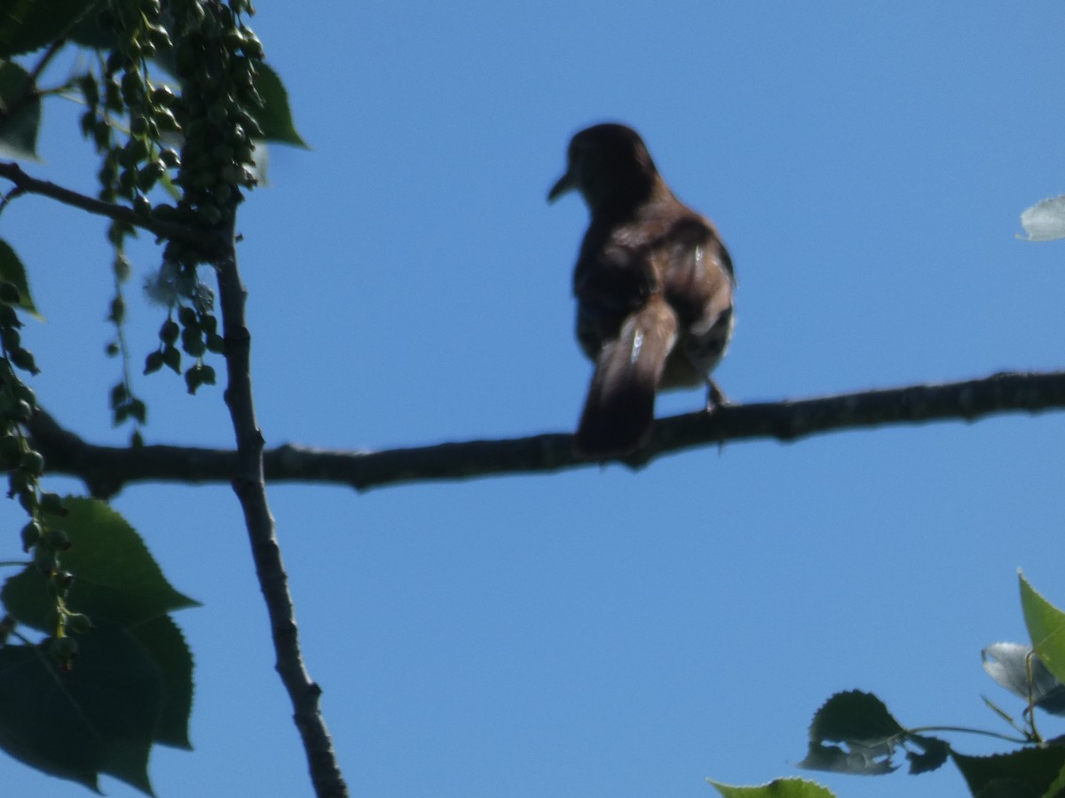 Brown Thrasher - ML617784819