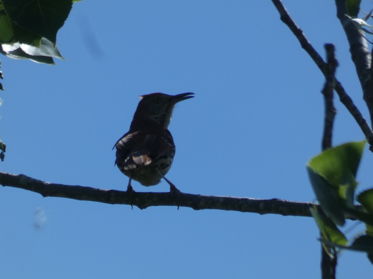 Brown Thrasher - ML617784820