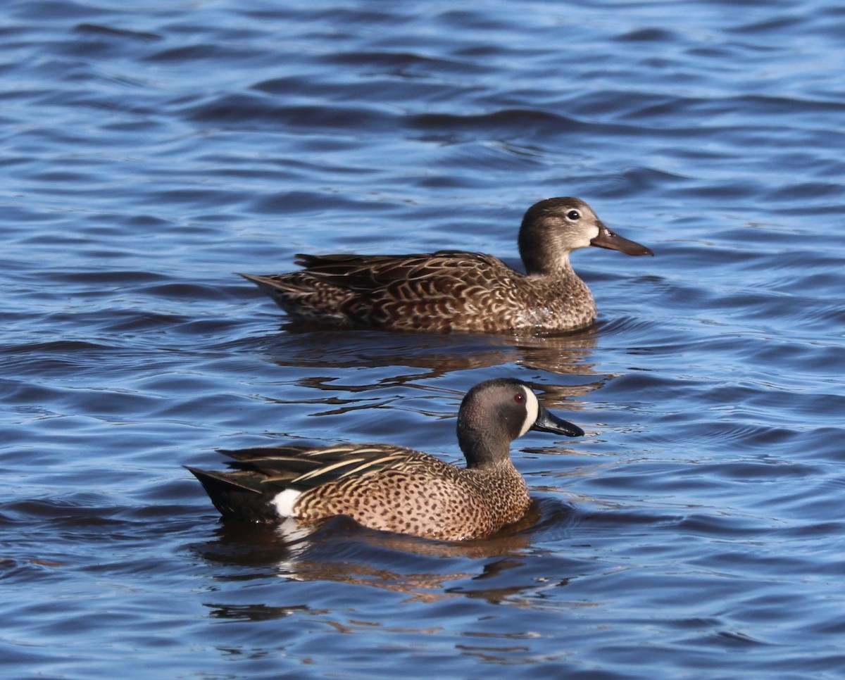 Blue-winged Teal - ML617784824
