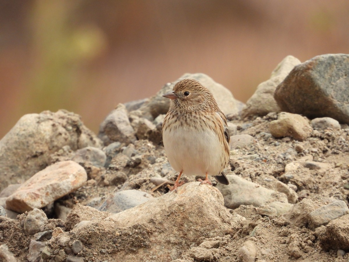 Band-tailed Sierra Finch - Saskia Hostens