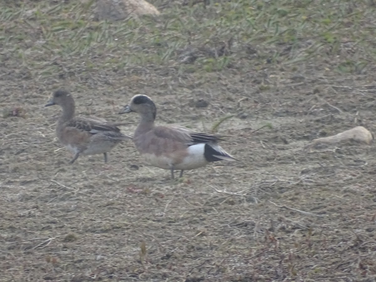 American Wigeon - ML617784857