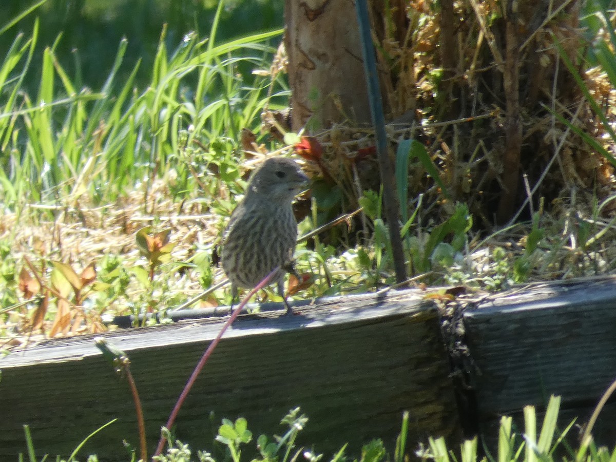 House Finch - ML617784860