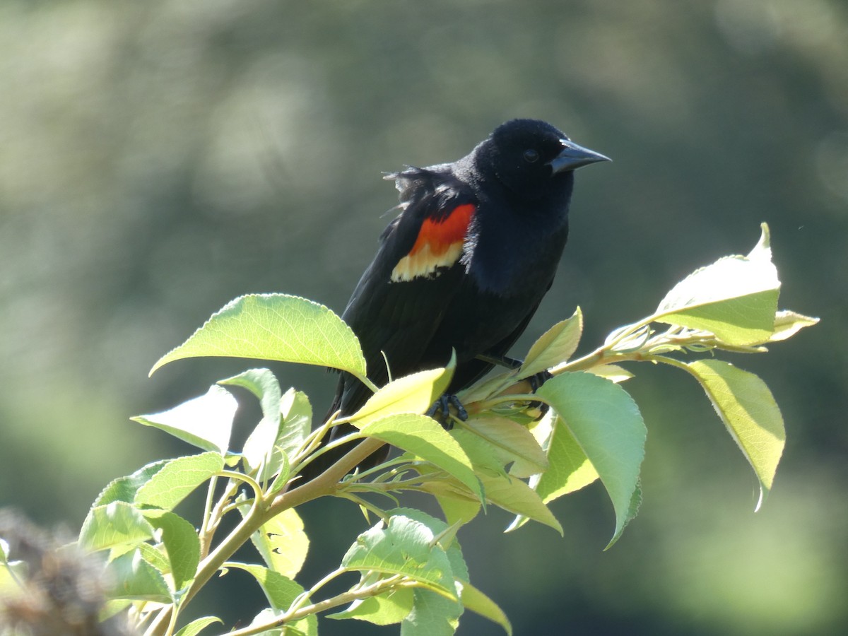Red-winged Blackbird - ML617784890