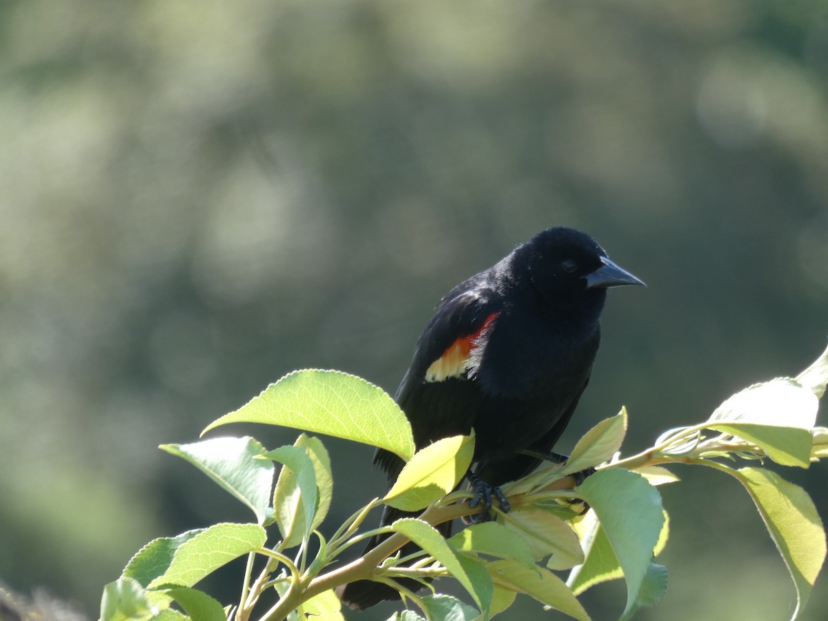 Red-winged Blackbird - ML617784891