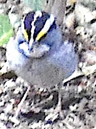 White-throated Sparrow - Dale Morrow