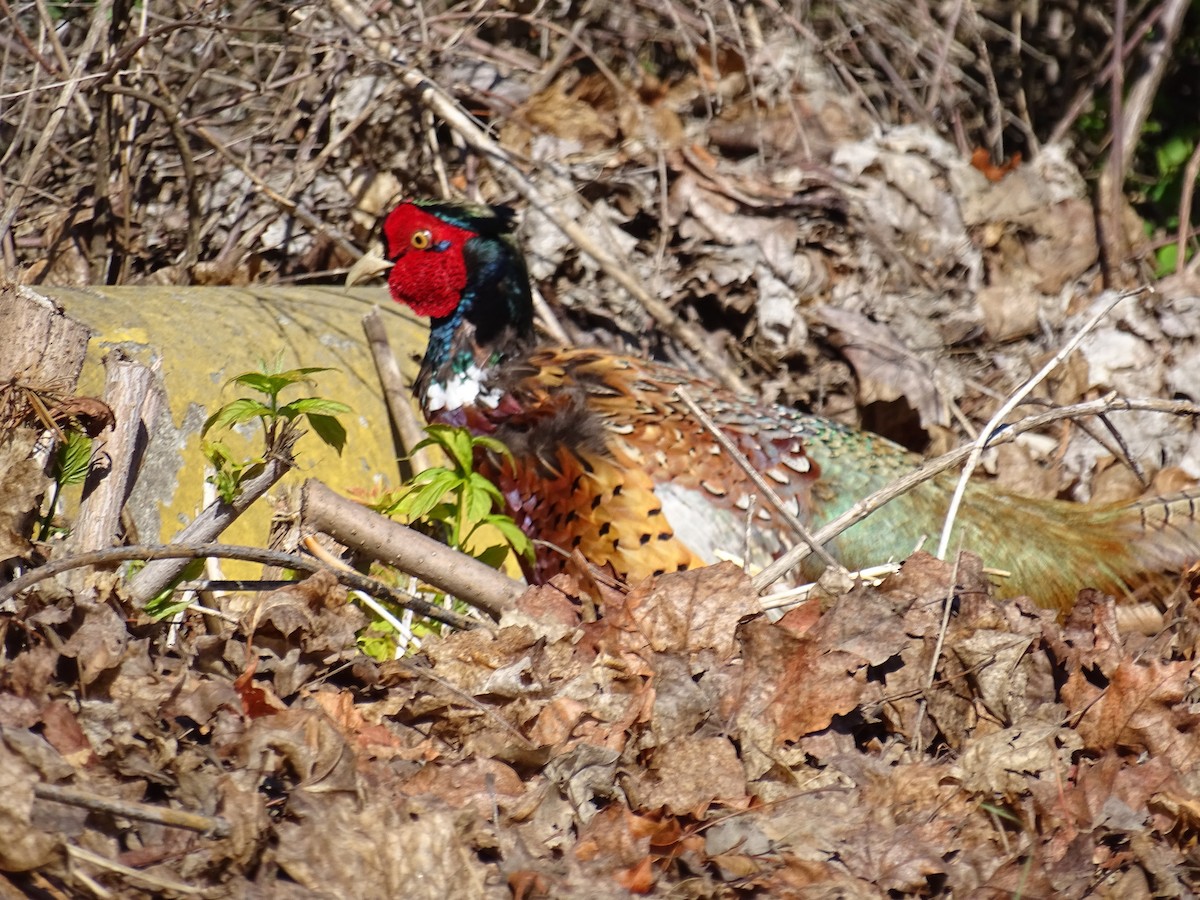 Ring-necked Pheasant - Jim Walton