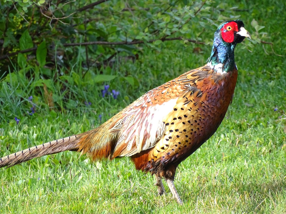 Ring-necked Pheasant - Jim Walton