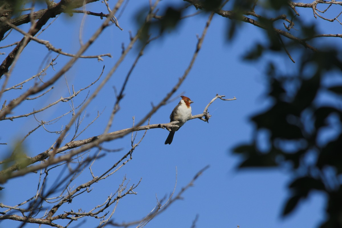 Red-crested Cardinal - ML617784913