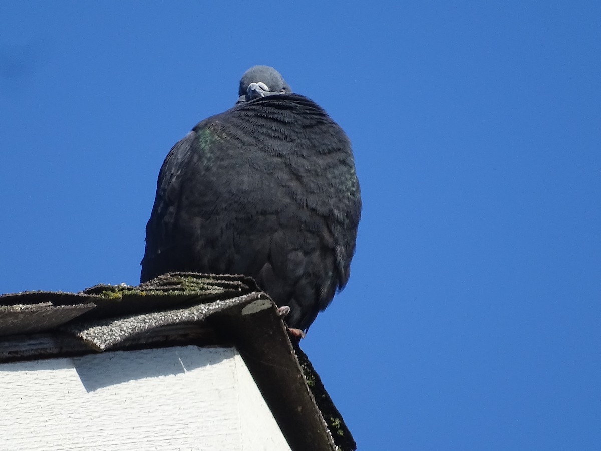Rock Pigeon (Feral Pigeon) - ML617784920