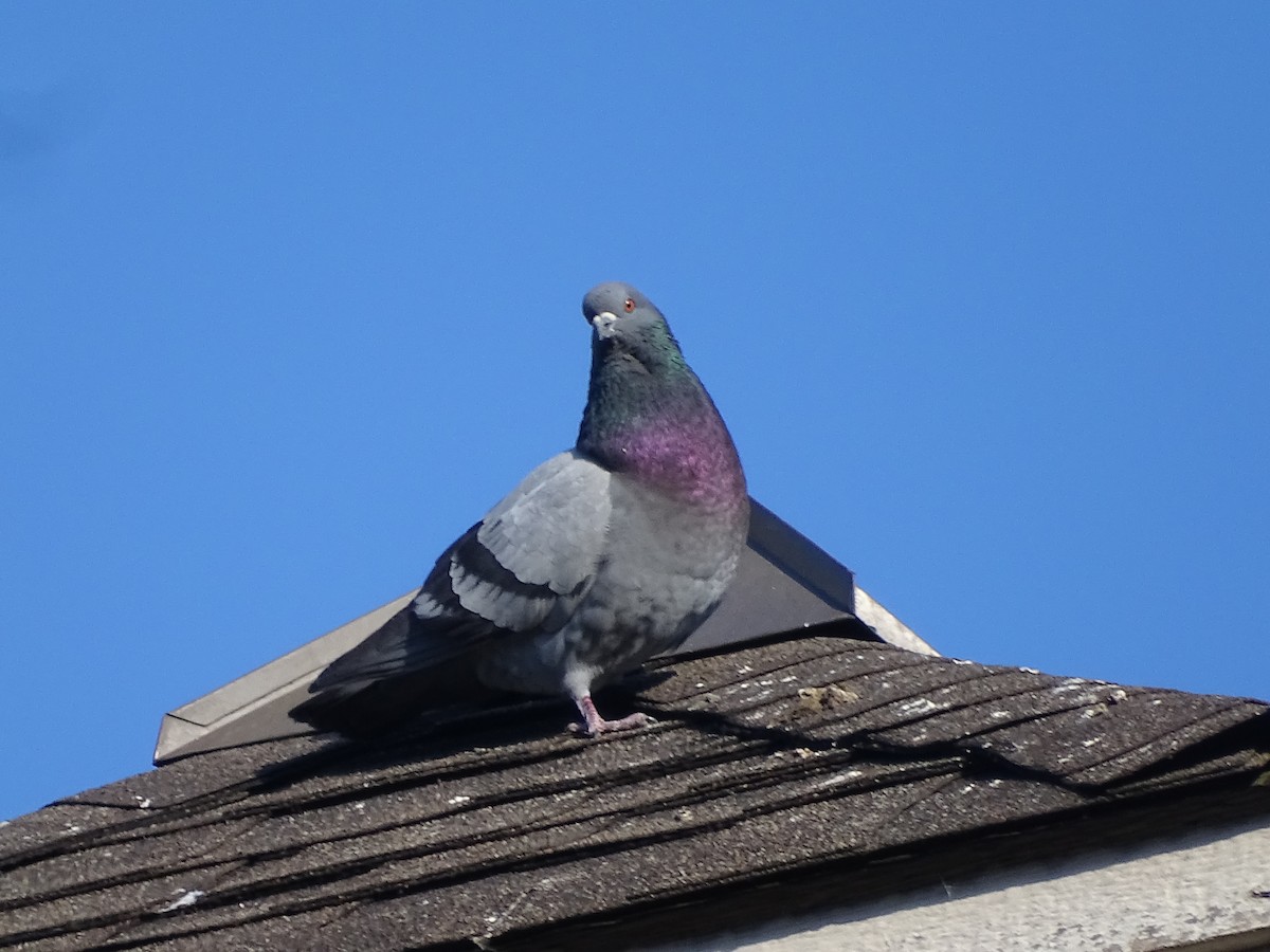 Rock Pigeon (Feral Pigeon) - ML617784921