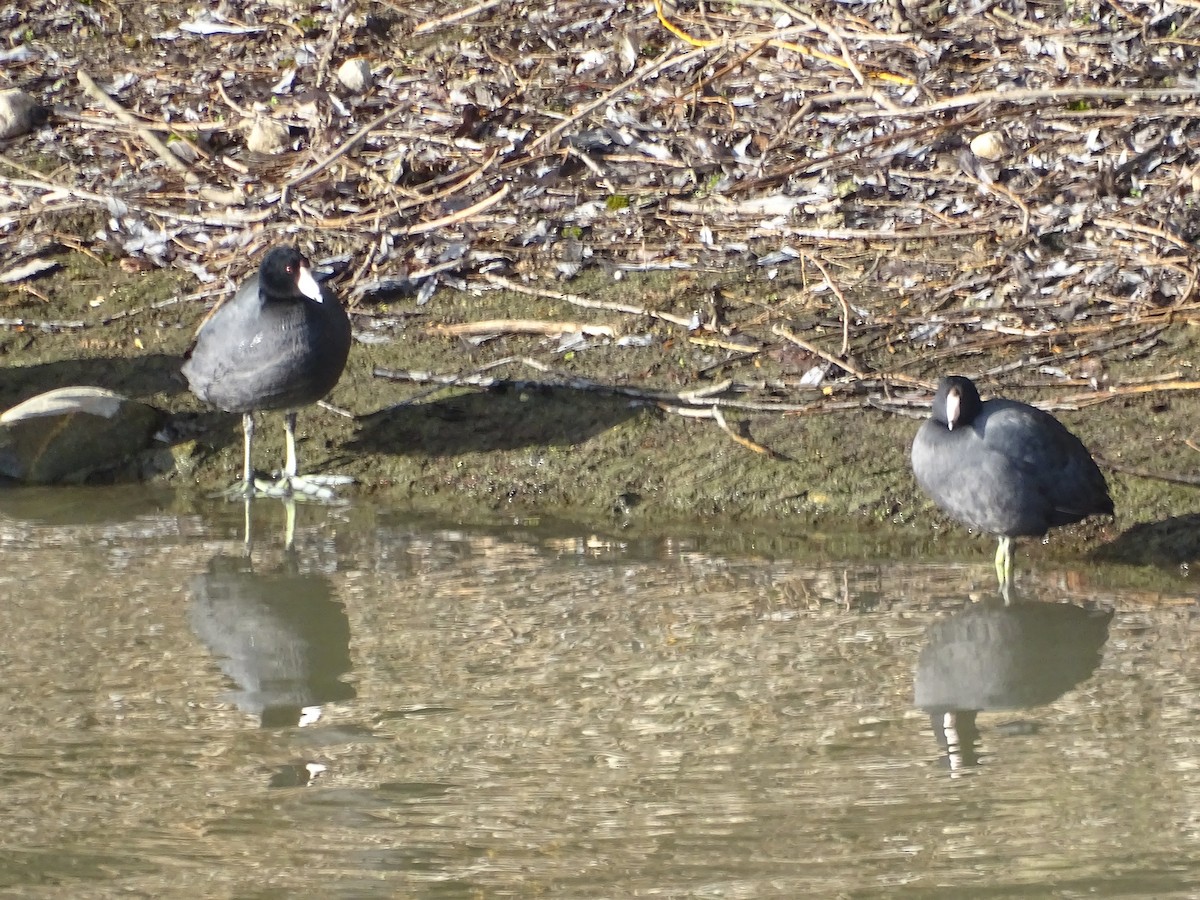 American Coot - ML617784929