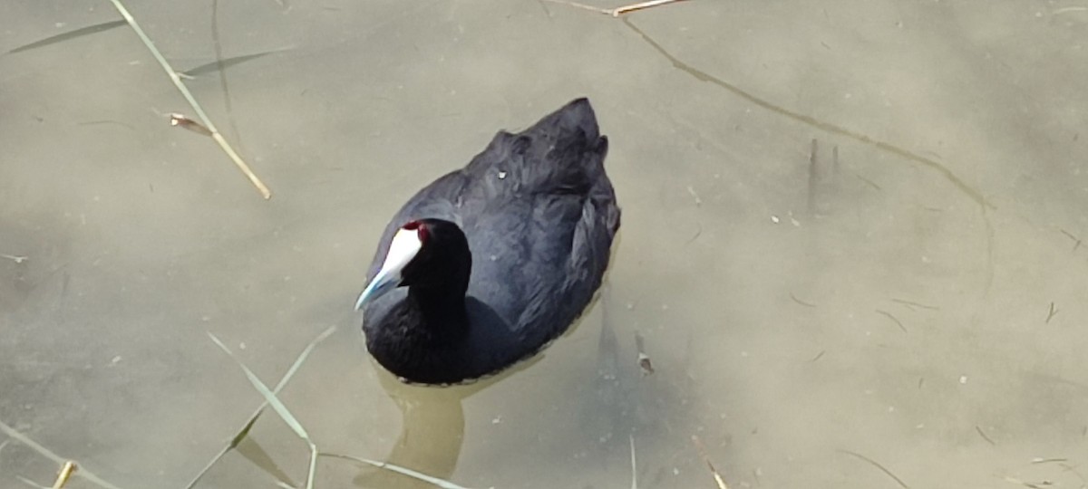 Red-knobbed Coot - ML617784949