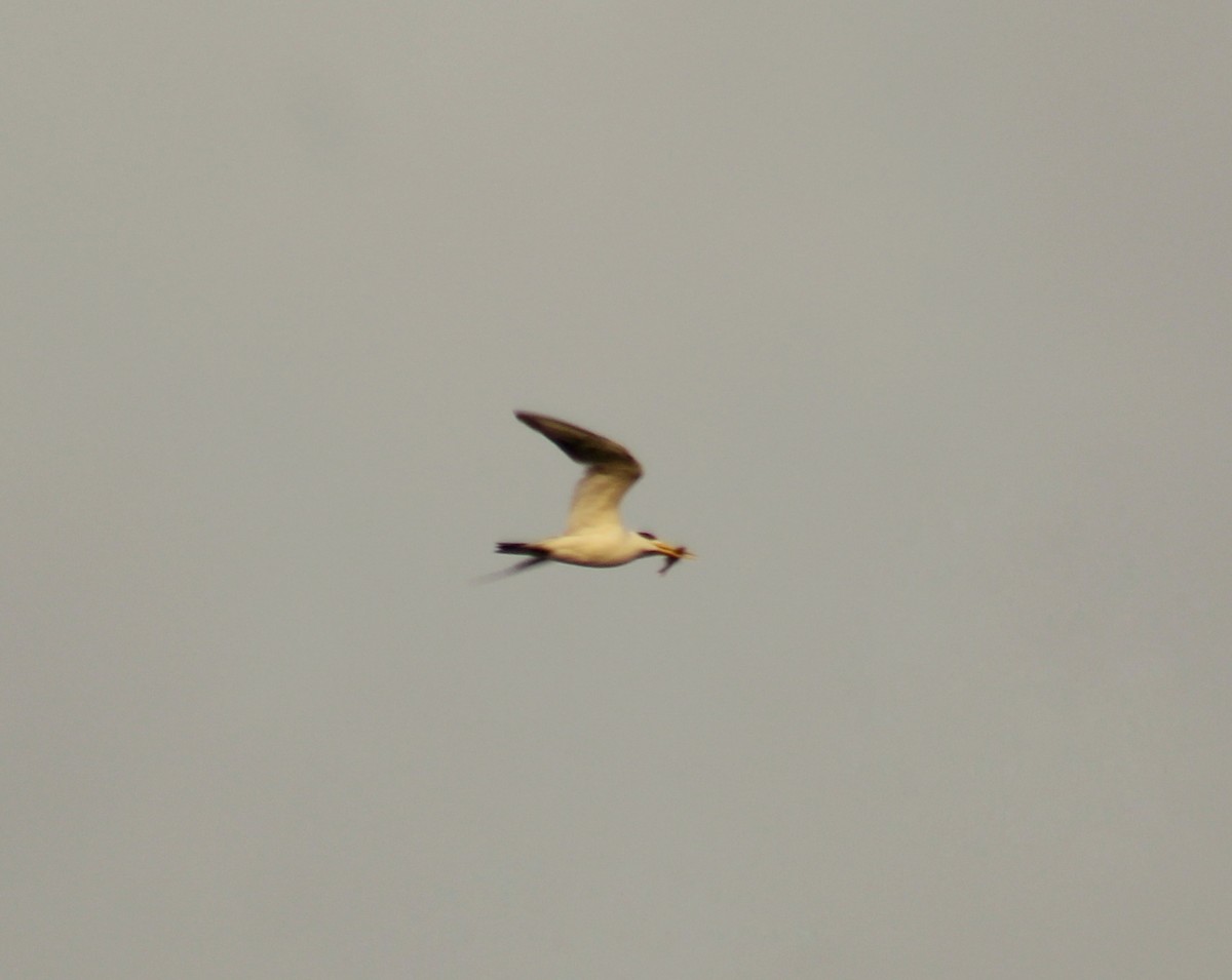 Large-billed Tern - ML617784963