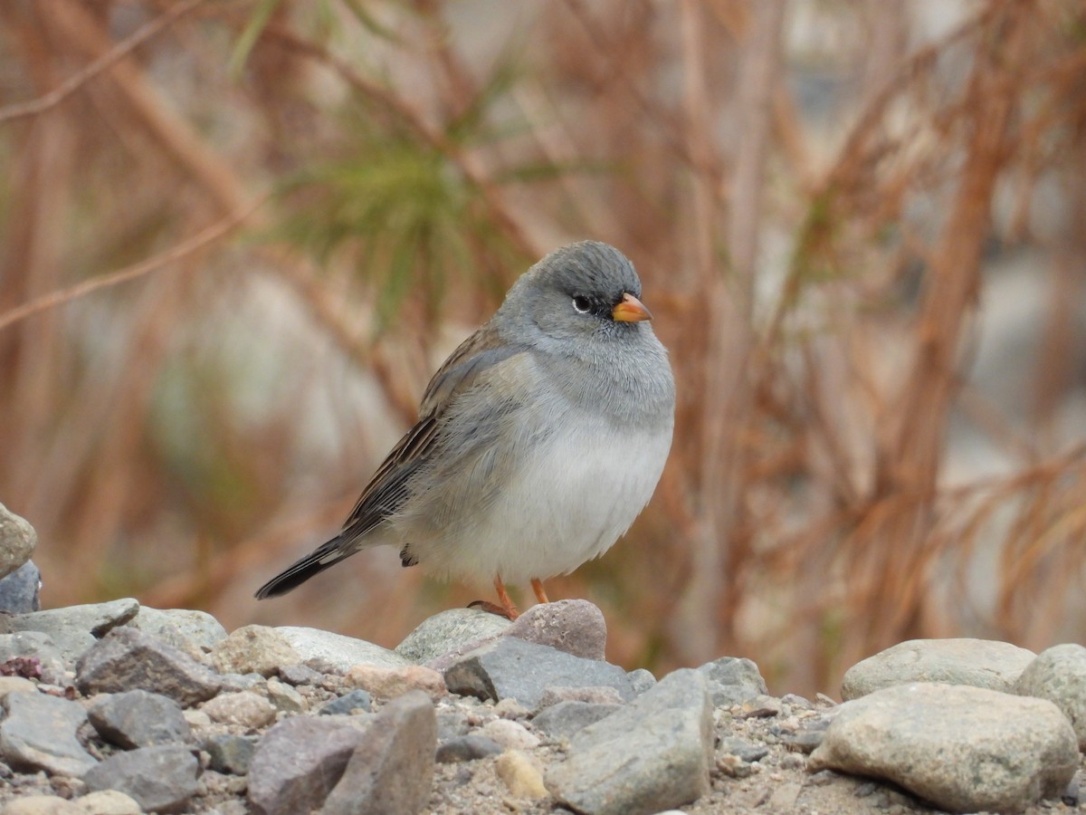 Band-tailed Sierra Finch - ML617784970