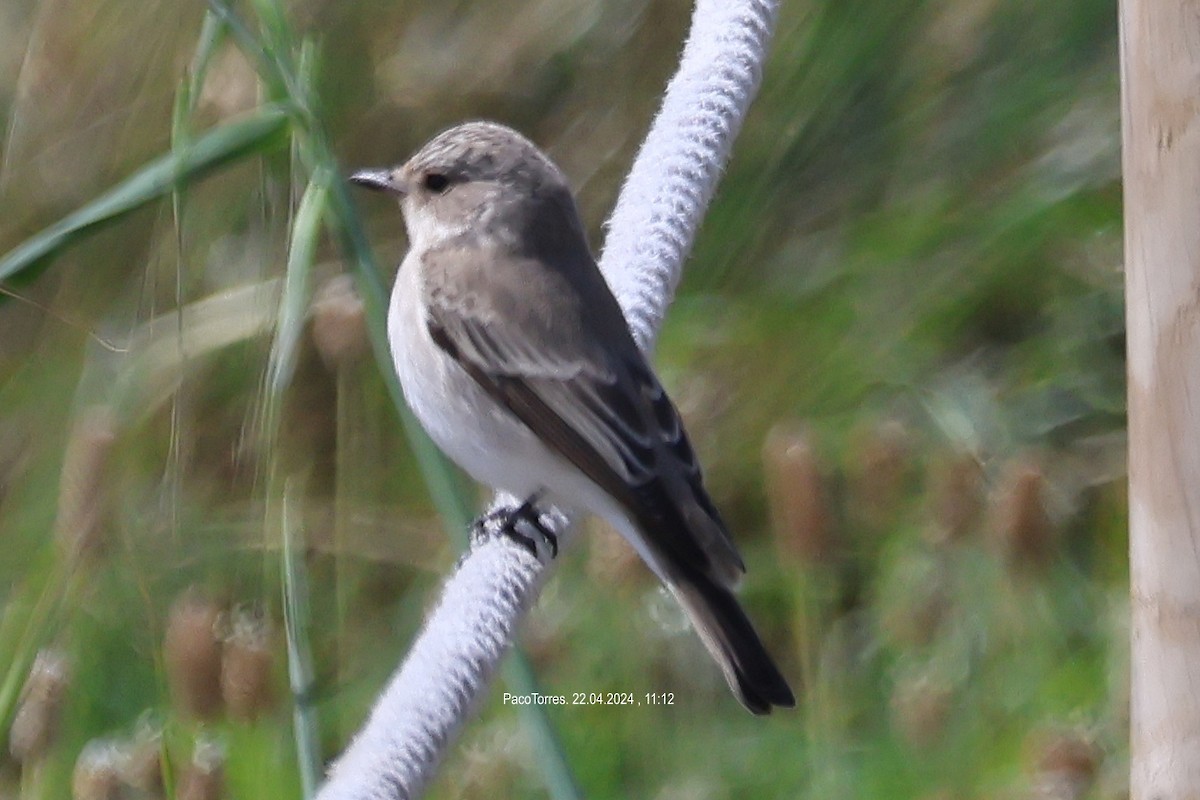 Spotted Flycatcher (Mediterranean) - ML617785003