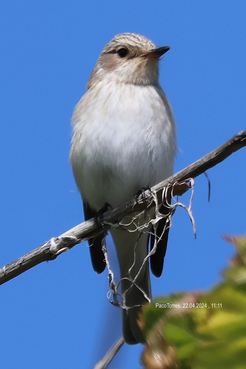 Spotted Flycatcher (Mediterranean) - ML617785004