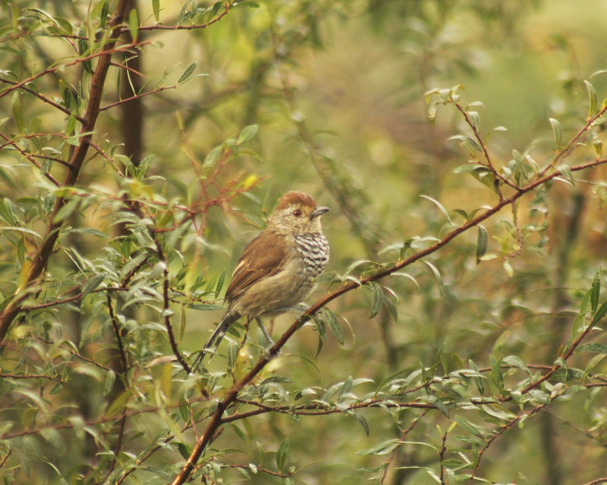 Rufous-capped Antshrike (Southern) - Guillermo Andreo