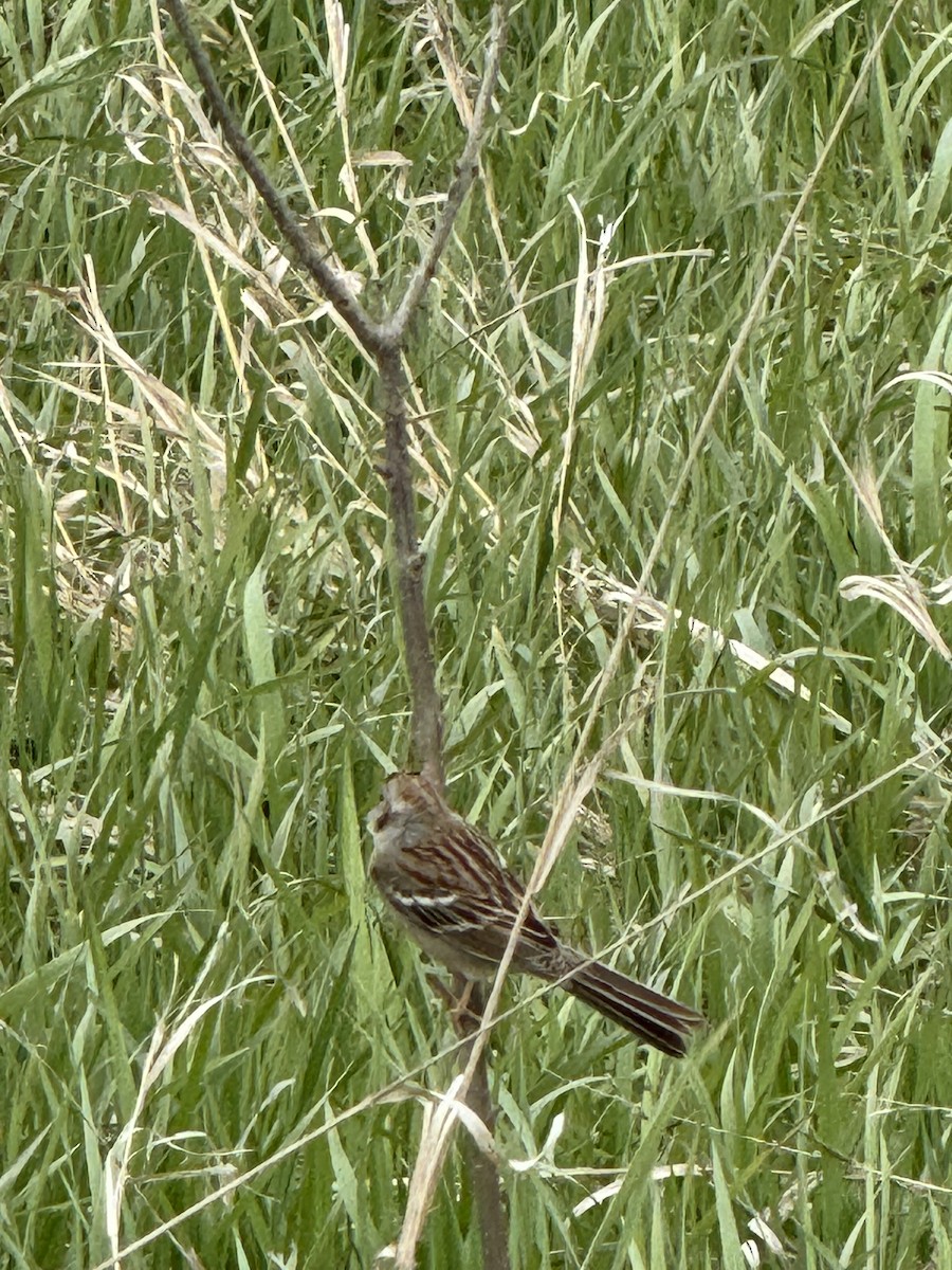 Field Sparrow - ML617785083