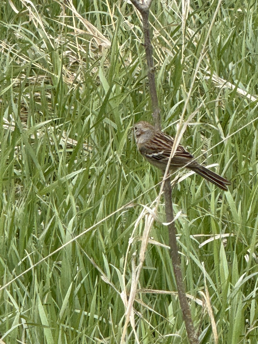 Field Sparrow - ML617785084