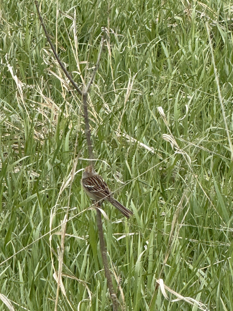 Field Sparrow - ML617785085