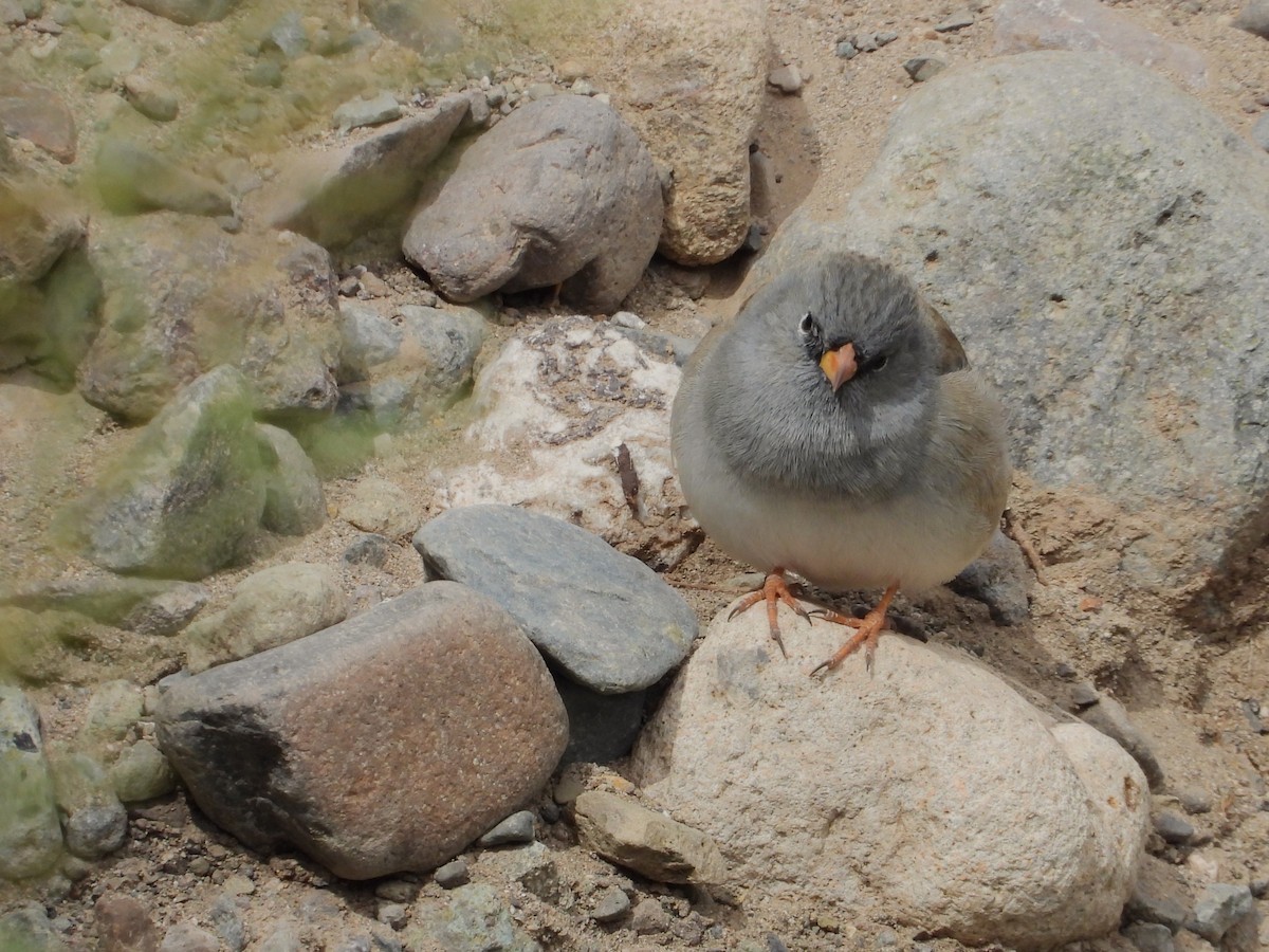 Band-tailed Sierra Finch - ML617785111