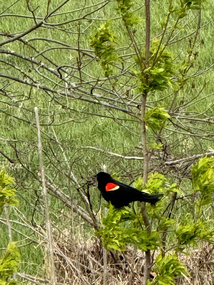 Red-winged Blackbird - ML617785121