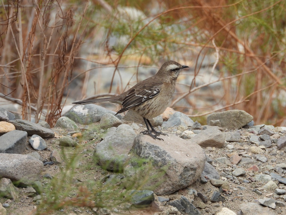 Chilean Mockingbird - ML617785139