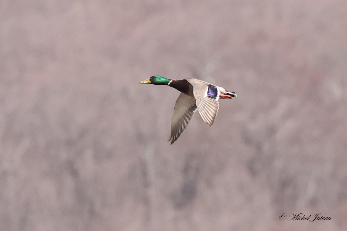 Mallard - ML617785180