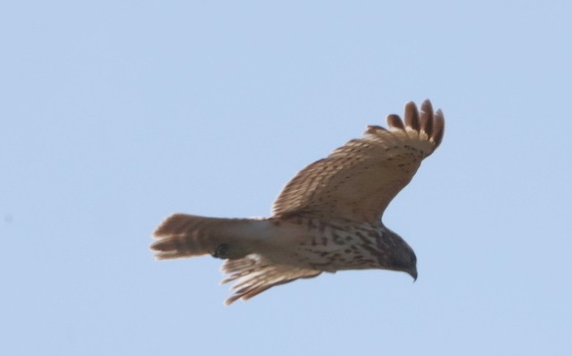 Red-shouldered Hawk - Santo A. Locasto