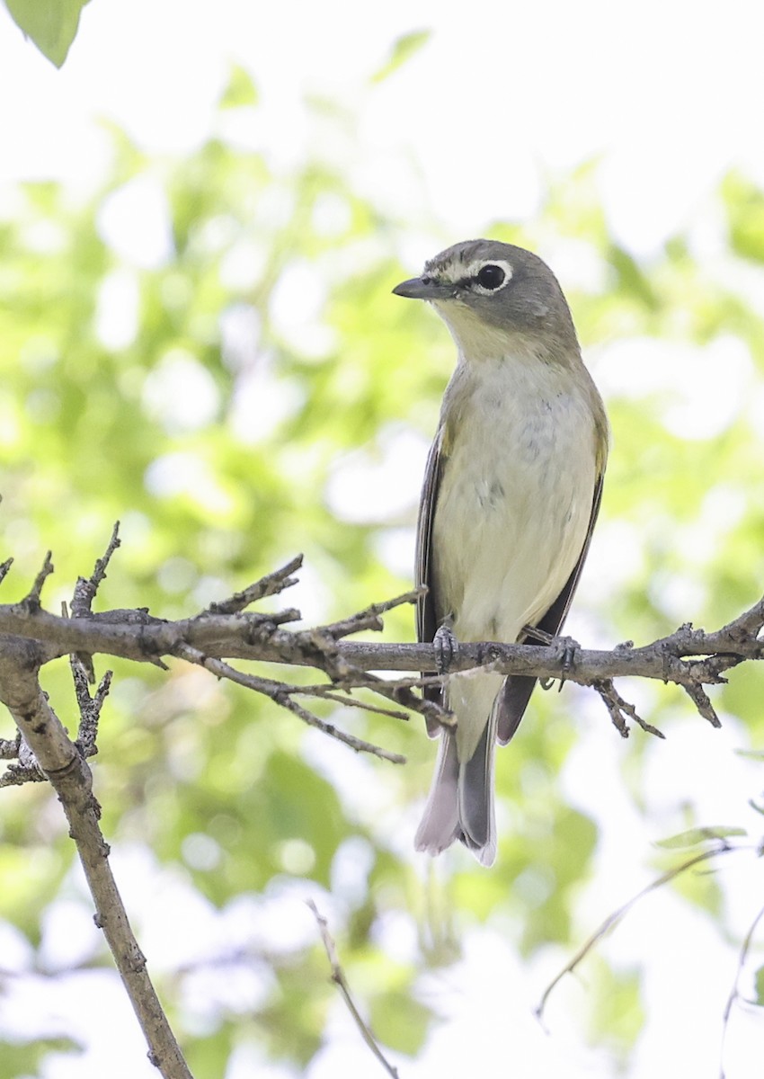 Plumbeous Vireo - ML617785230