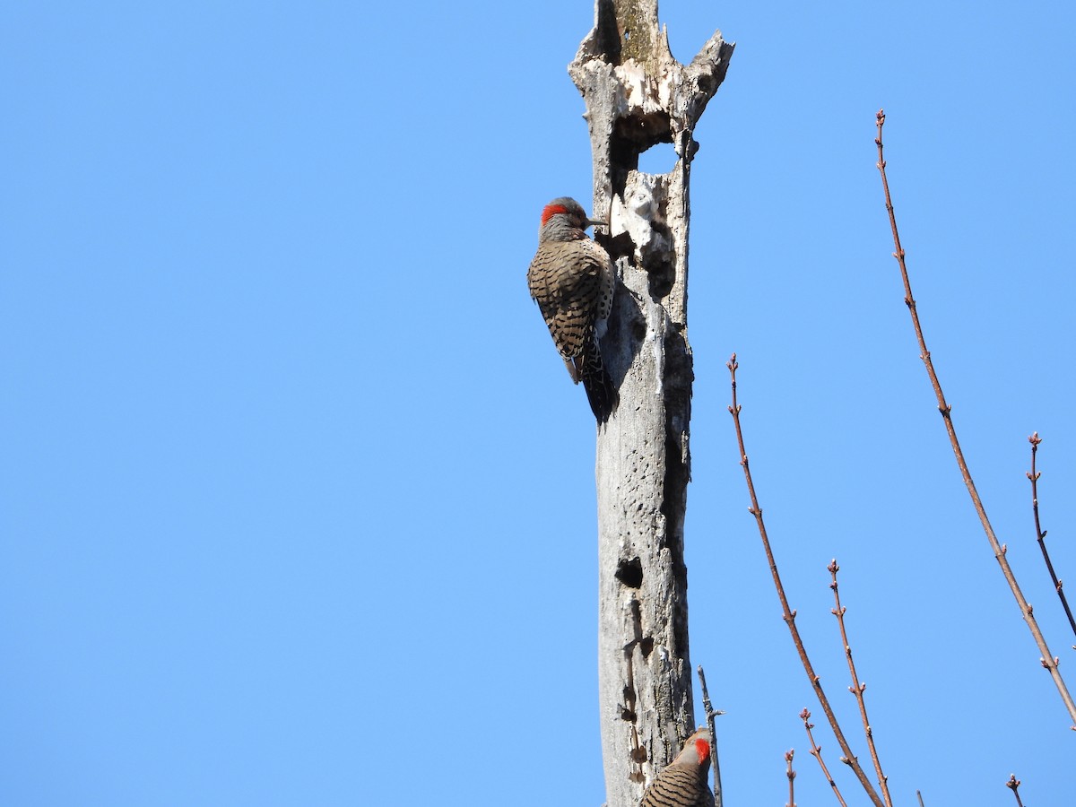 Northern Flicker - ML617785239