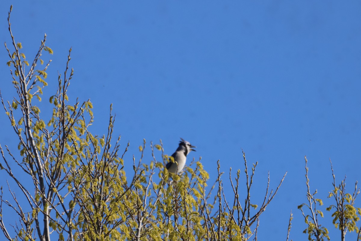 Blue Jay - ML617785244