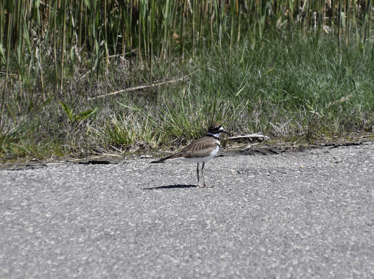 Killdeer - Joseph Trezza