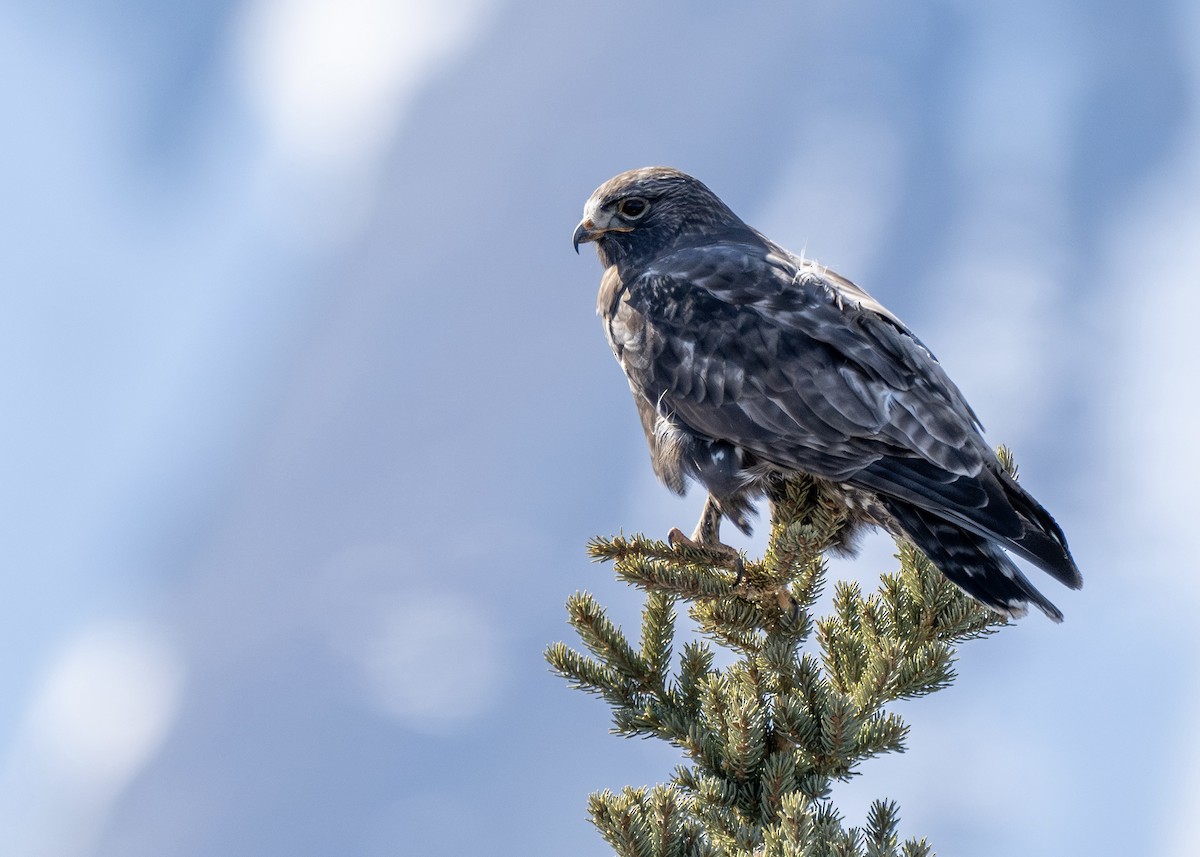 Rough-legged Hawk - ML617785264