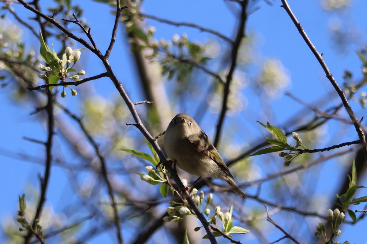 Ruby-crowned Kinglet - ML617785283