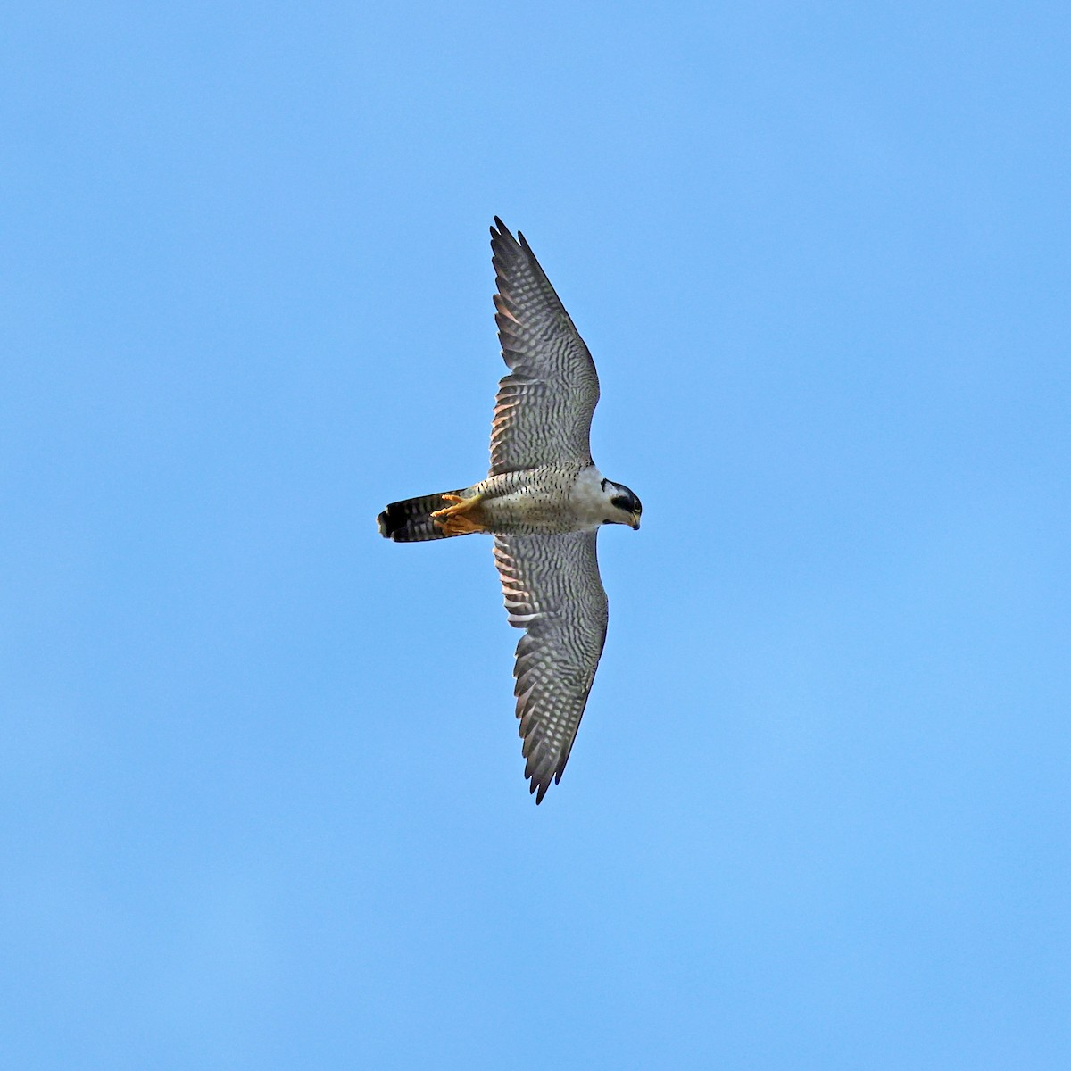 Peregrine Falcon - Tina Van Dusen