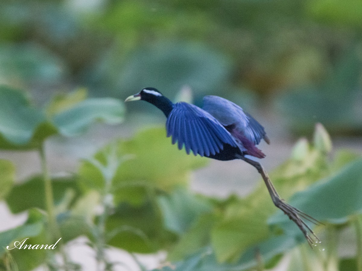 Bronze-winged Jacana - ML617785299