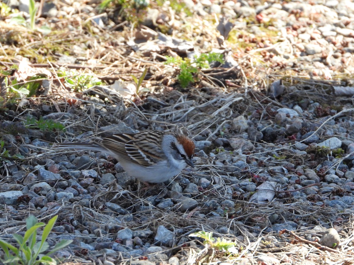 Chipping Sparrow - ML617785313