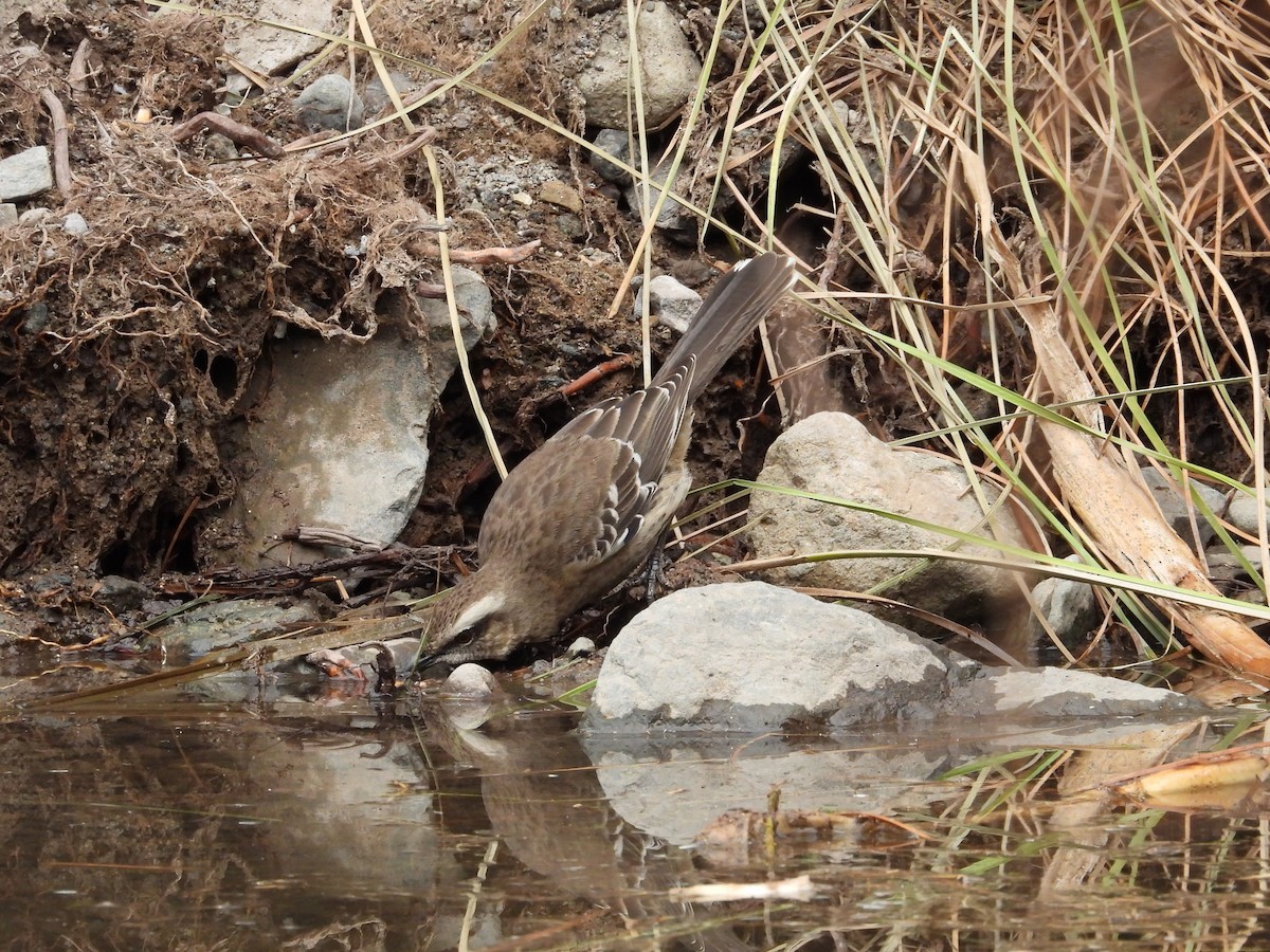 Chilean Mockingbird - ML617785318