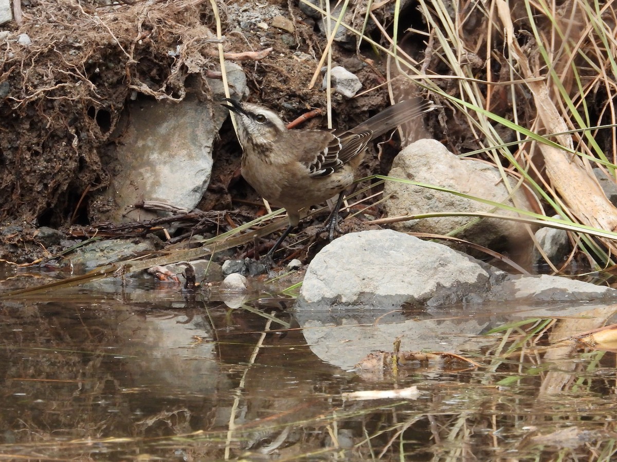 Chilean Mockingbird - Saskia Hostens