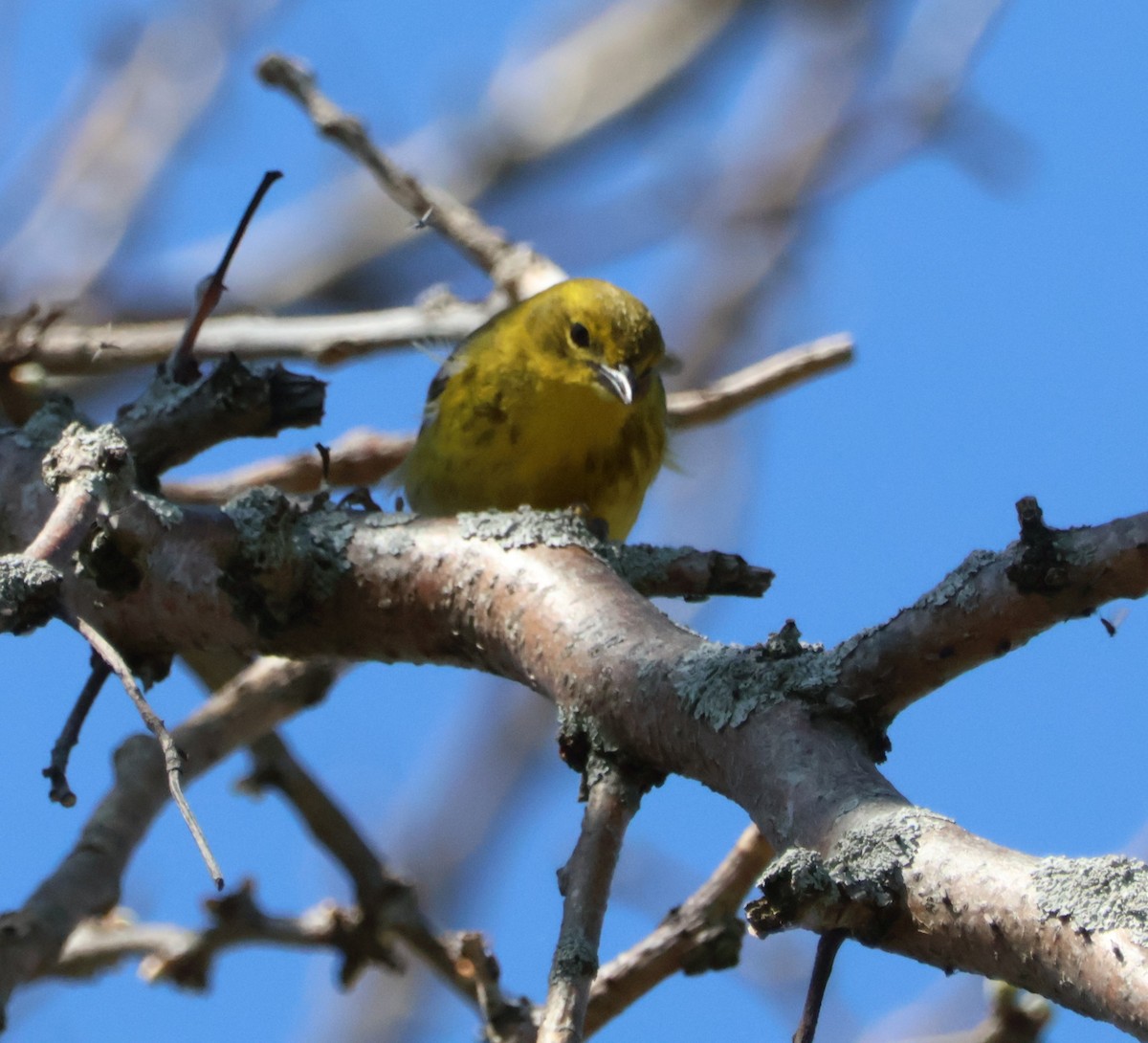 Pine Warbler - ML617785380