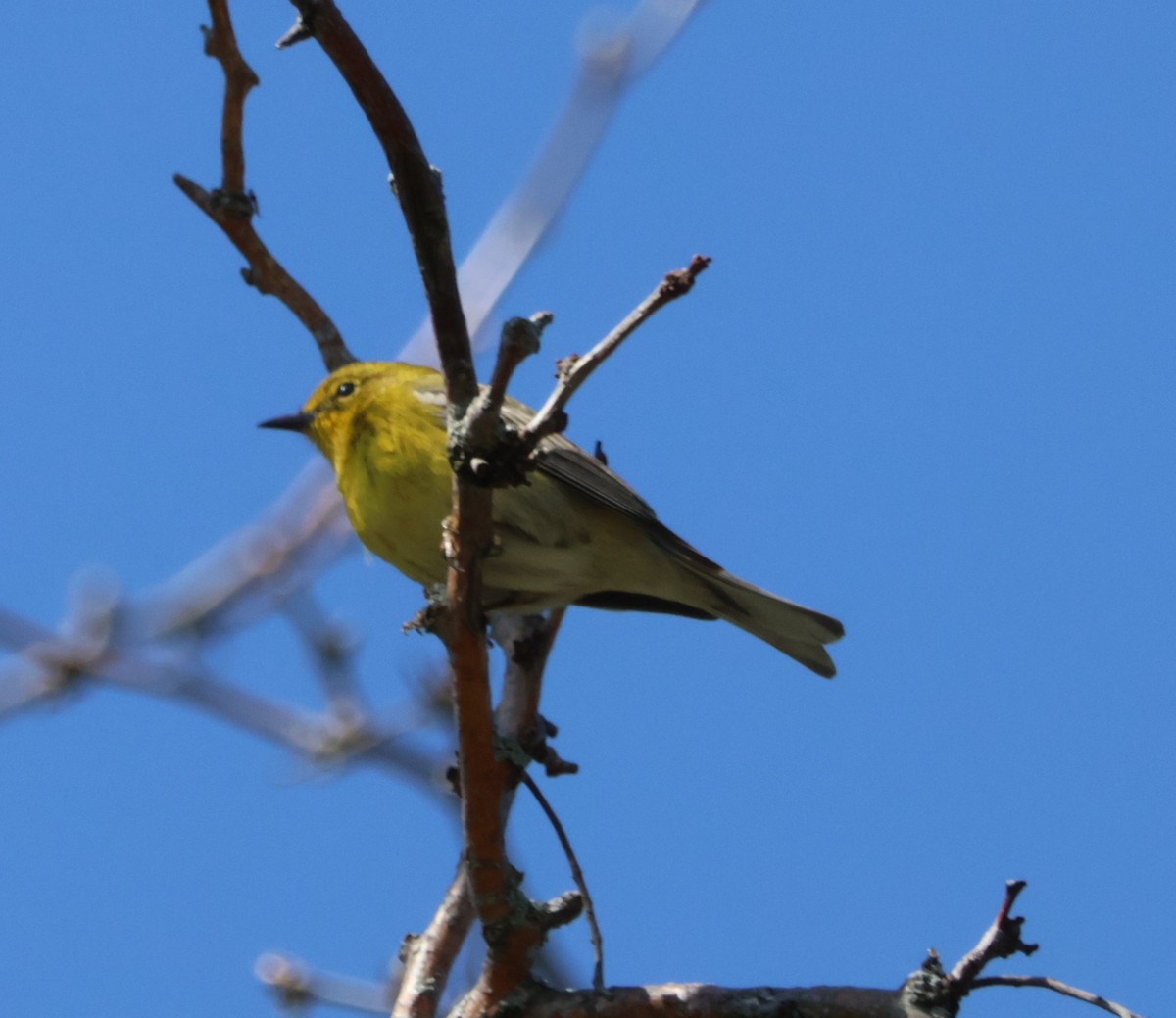 Pine Warbler - Santo A. Locasto