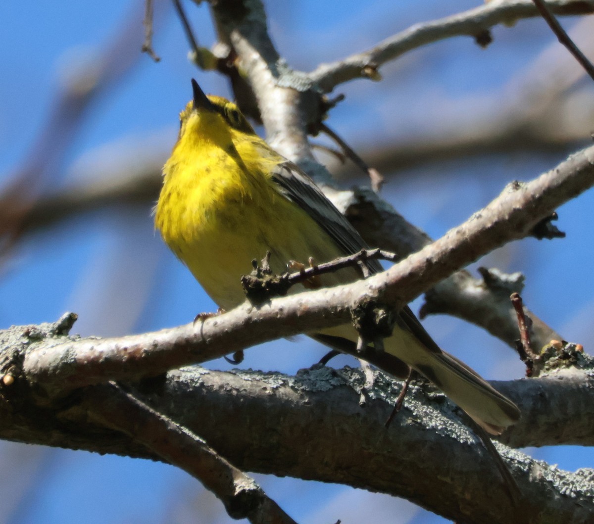 Pine Warbler - ML617785382