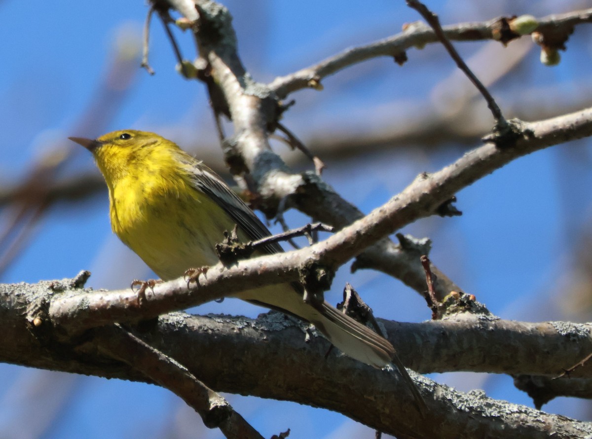 Pine Warbler - ML617785383