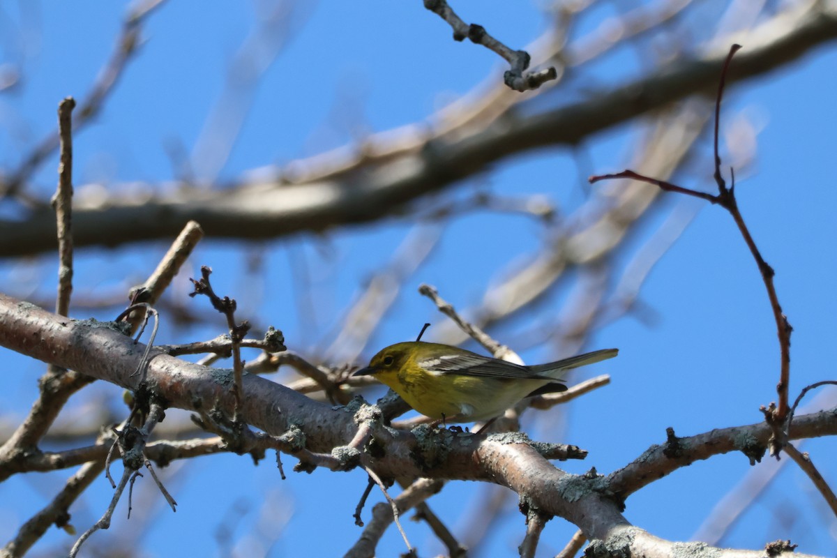 Pine Warbler - ML617785384